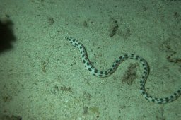 20000629_Mangrove_Bay_Nacht_0049
